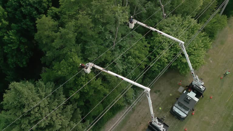 Best Palm Tree Trimming  in Inverness Highlands South, FL